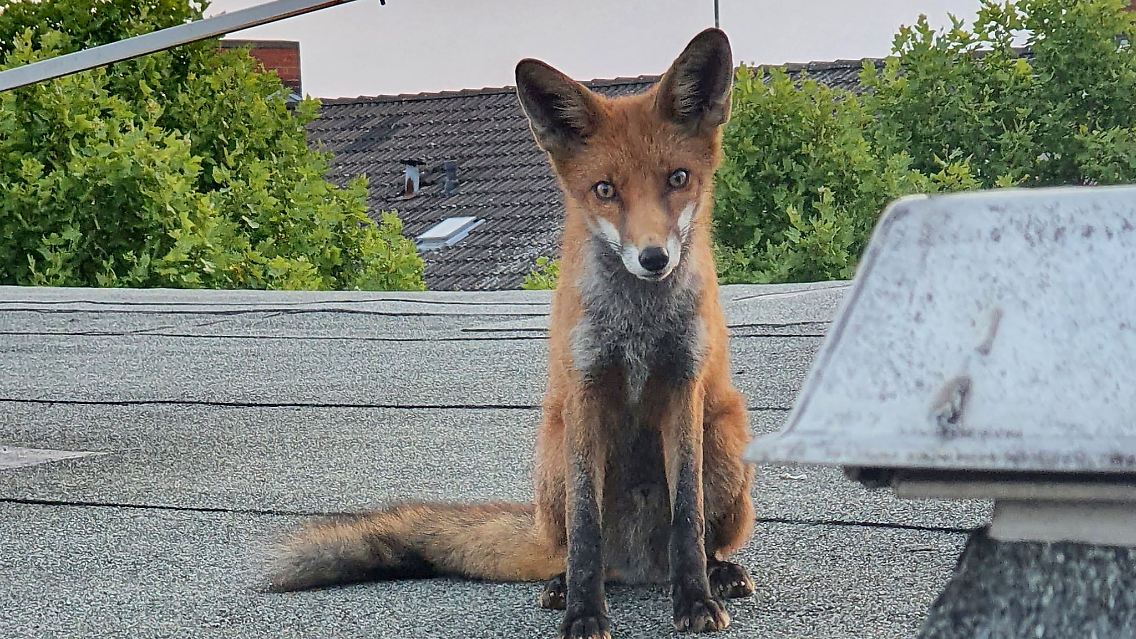 Dieser junge Fuchs sorgte in Charlottenburg für Wirbel.