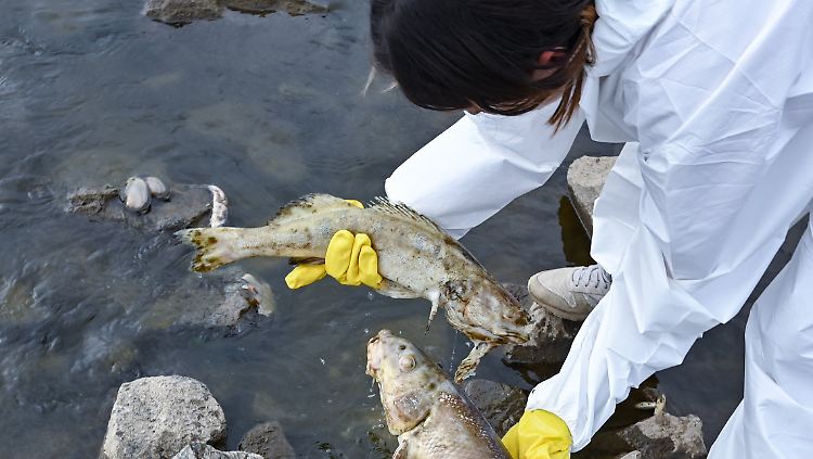 Beiderseits der Grenze holen Helfer tonneweise tote Fische aus der Oder.