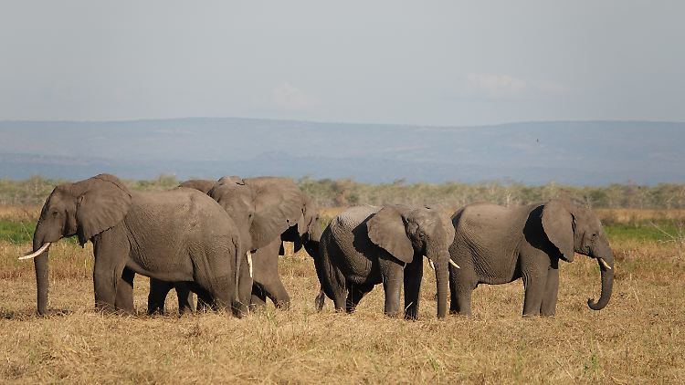 Hunderttausende Wildtiere sind vom Wasser des Ruaha abhängig.