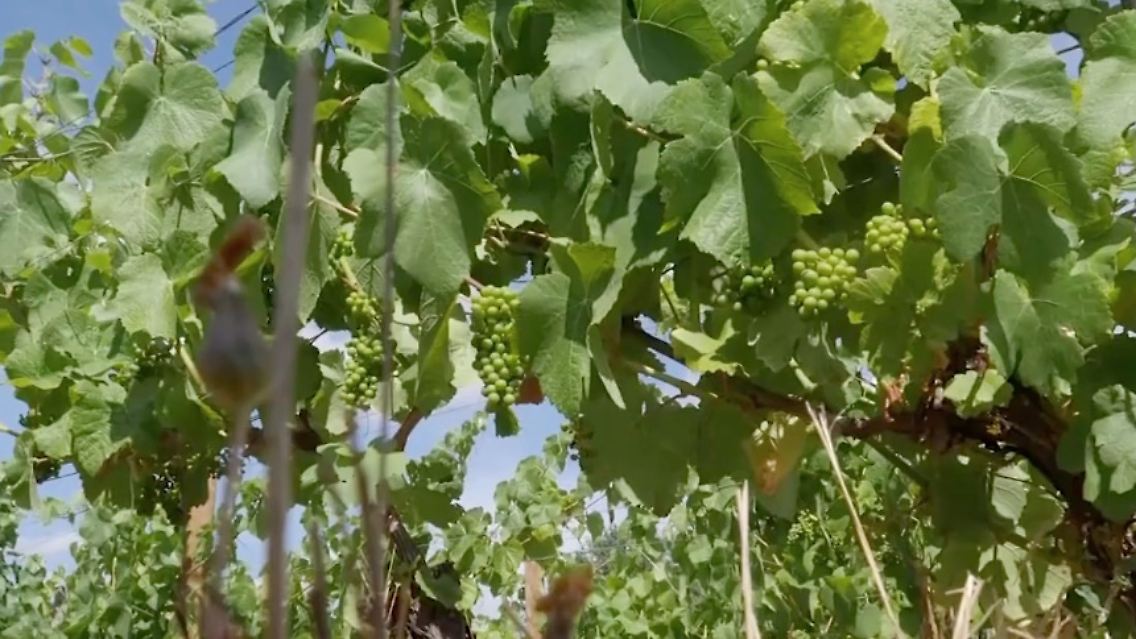 wein.jpg