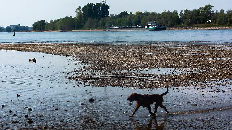 Nach Monaten mit viel zu wenig Regen geht dem Rhein stellenweise das Wasser aus.
