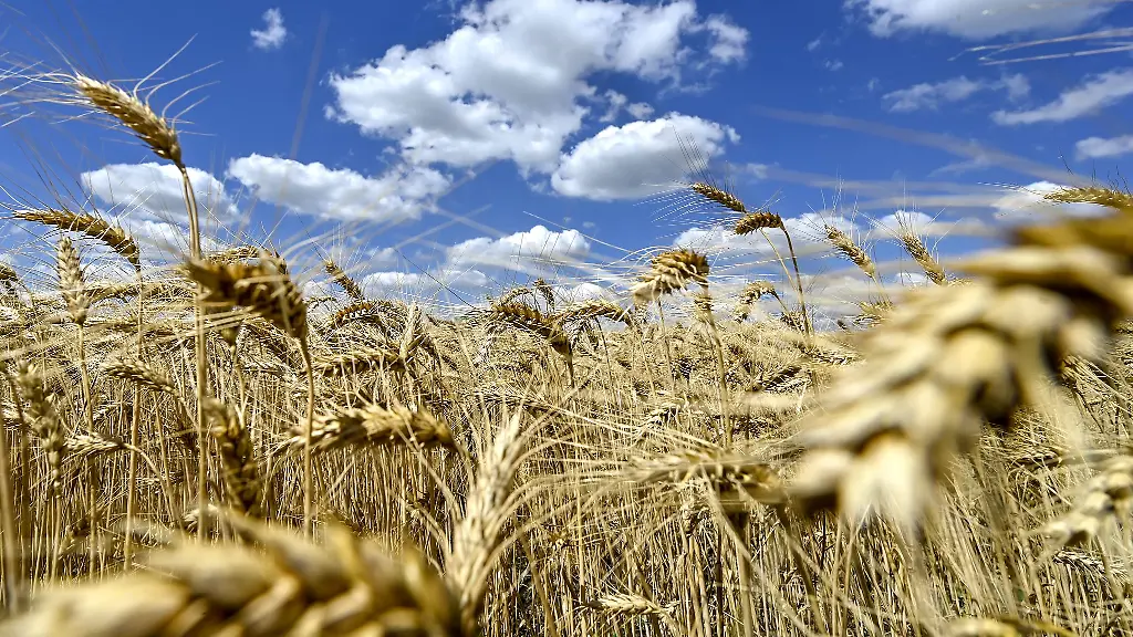 Schuelerinnen-und-Schueler-die-ein-Praktikum-in-der-Landwirtschaft-machen-koennen-dafuer-vom-Land-Geld-bekommen
