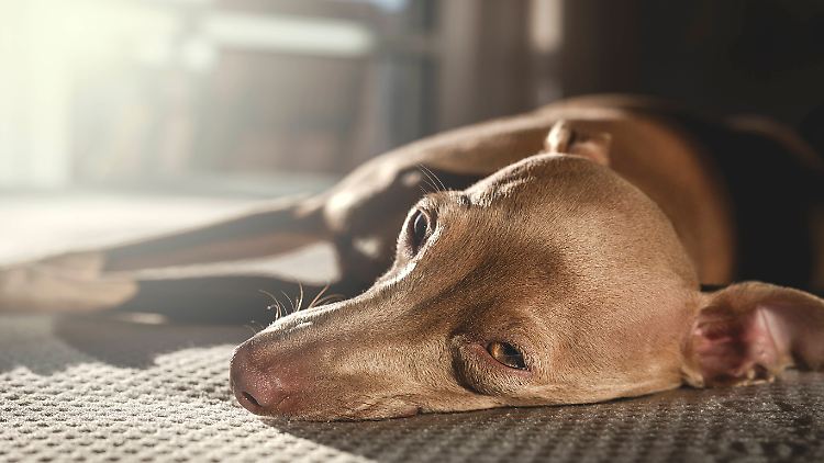 Der Hund hatte ähnliche Symptome wie die Menschen.