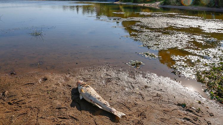 Möglicherweise hat das Fischsterben die Oder für immer verändert.