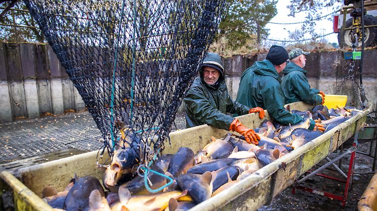 Im Durchschnitt isst jeder Bundesbürger im Jahr 6,3 Kilogramm Fisch.