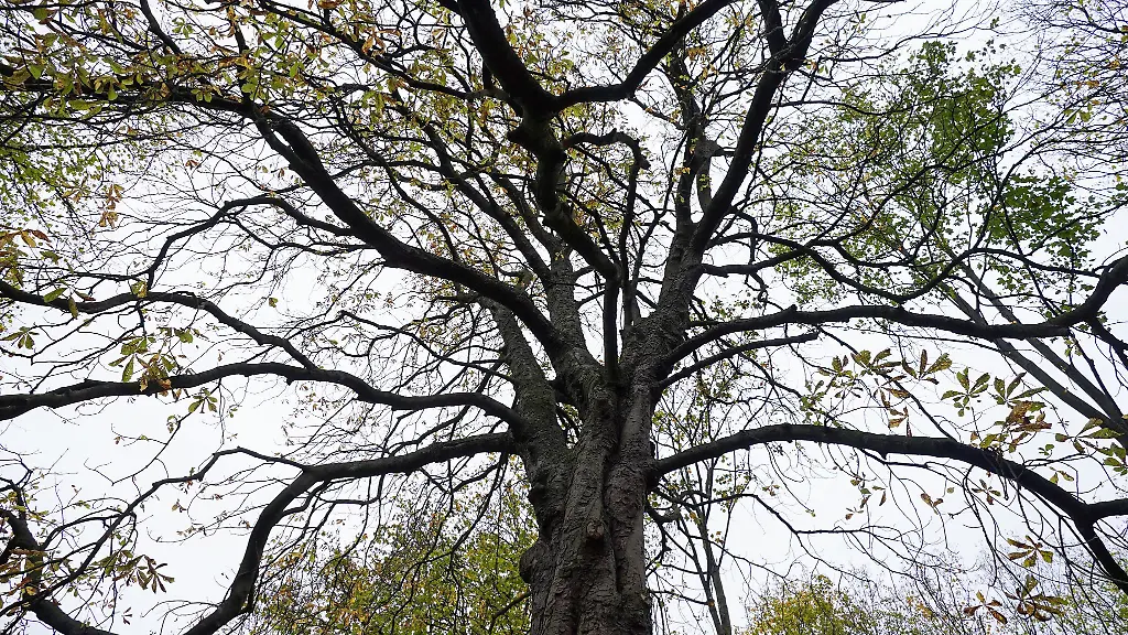 Unbekannte-haben-in-Saarlouis-mehr-als-20-Stadtbaeume-beschaedigt-darunter-auch-zehn-Rosskastanien