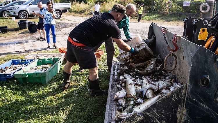 Menschen sind während einer Aktion zum Herausfischen von toten Fischen aus der Oder im Bezirk Zydowce in Stettin im Einsatz. 