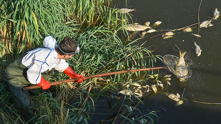 Hunderte Tonnen toter Fische wurden bereits aus der Oder geborgen.