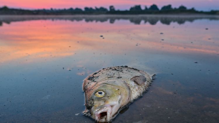 Helfer bargen bislang rund 200 Tonnen toter Fische aus der Oder.
