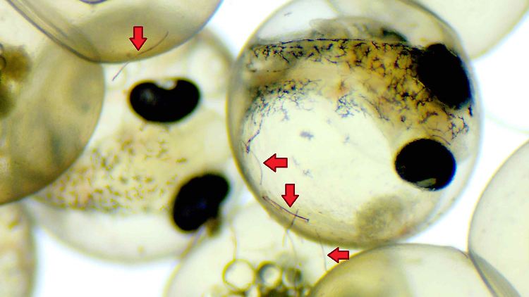 Fisch-Embryonen in ihrer Eihülle. Sie entwickeln sich trotz anhaftender Mikroplastikfasern (Pfeile) unbeschadet.