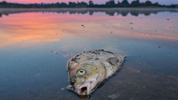Ein toter Blei liegt am Morgen im flachen Wasser des deutsch-polnischen Grenzflusses.
