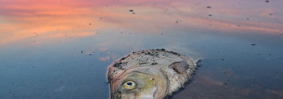 Ein toter Blei liegt am Morgen im flachen Wasser des deutsch-polnischen Grenzflusses.