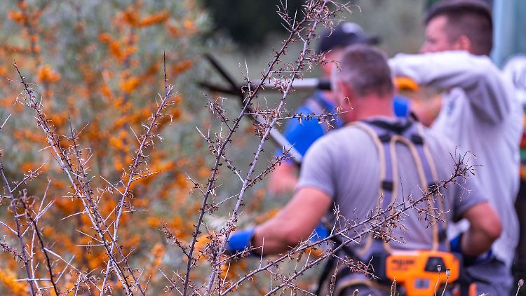 Hinter vertrockneten Büschen schneiden polnische Erntehelfer die Zweige mit den auch als "Zitrone des Nordens" bezeichneten Beeren von den letzten Sanddornbüschen auf einer Plantage des Agrarbetriebs Forst Schneebecke.