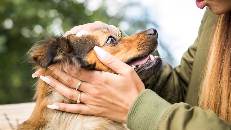 Hunde produzieren offenbar mehr Tränenflüssigkeit, wenn sie ihren Menschen wiedersehen.