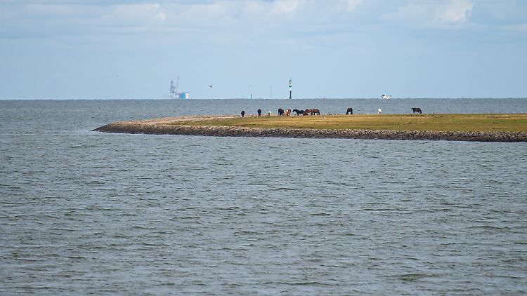 Pferde stehen auf einer Wiese auf der zu Hamburg gehörenden Insel Neuwerk.