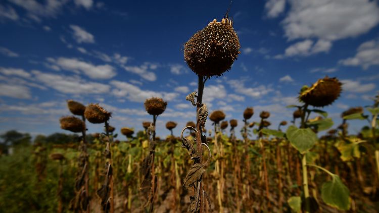 Sonnenverbranntes Sonnenblumenfeld in Ungarn: 47 Prozent der Fläche Europas leidet unter extremer Trockenheit.