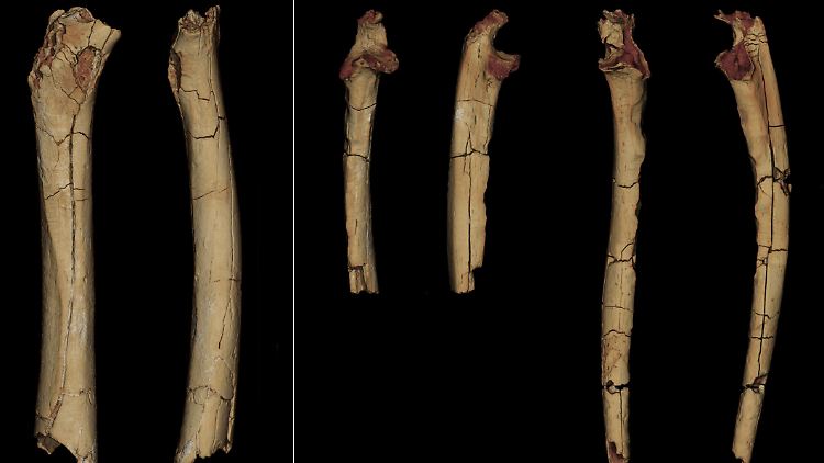 3D-Modelle des Knochenmaterials von Sahelanthropus tchadensis: der Oberschenkelknochen in der hinteren und mittleren Ansicht und die rechte und linke Elle in der vorderen und seitlichen Ansicht (v.l.)