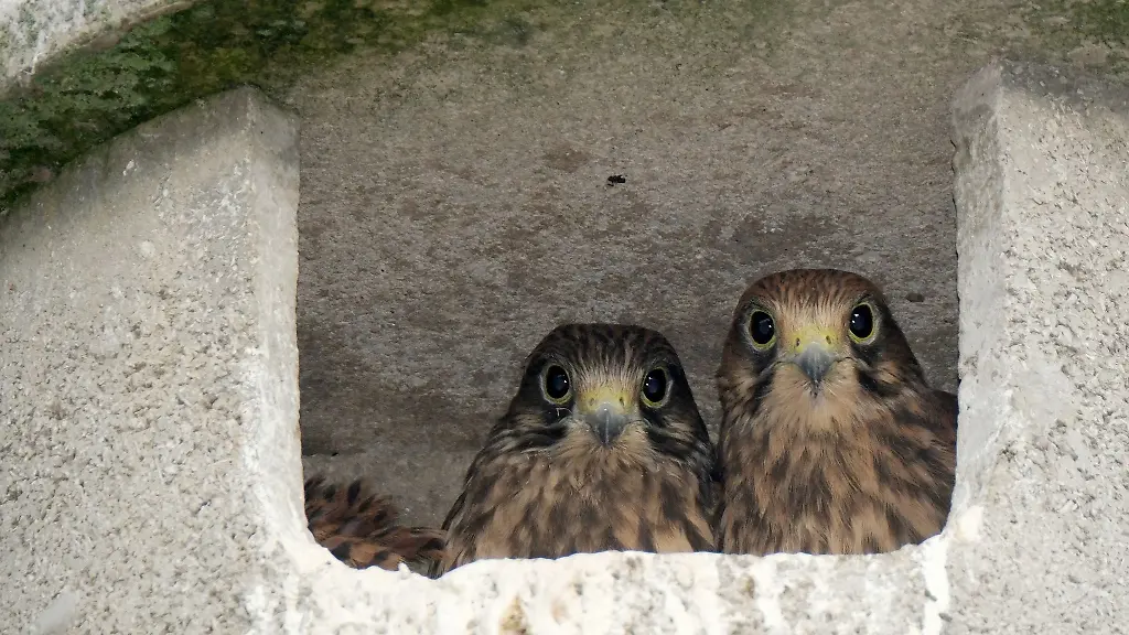 Junge-Turmfalken-blicken-aus-einem-Nistkasten-In-ein-paar-Tagen-werden-sie-ausfliegen