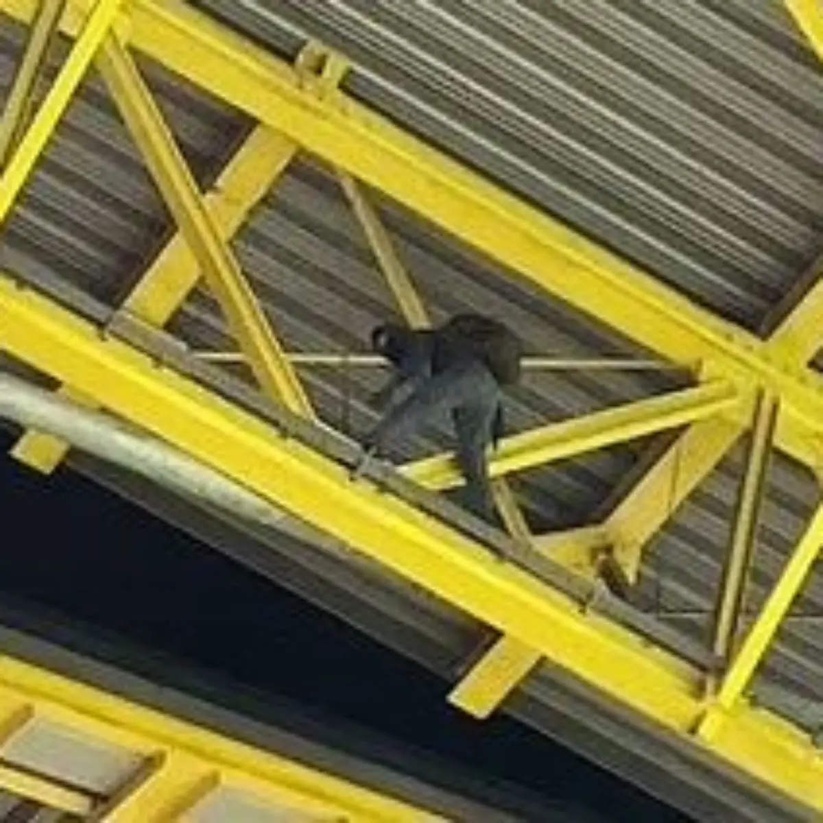 DachMann