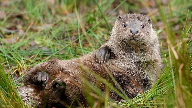 Säugetiere wie der Fischotter und Vögel blieben von der Katastrophe in der Oder bisher verschont.