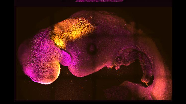 Das synthetische Embryo weist ein schlagendes Herz und ein Gehirn auf.