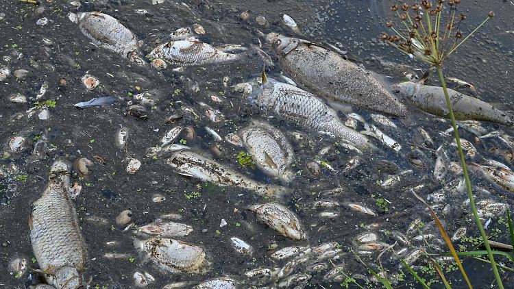 Rund 200 Tonnen tote Fische wurden inzwischen an der Oder geborgen.