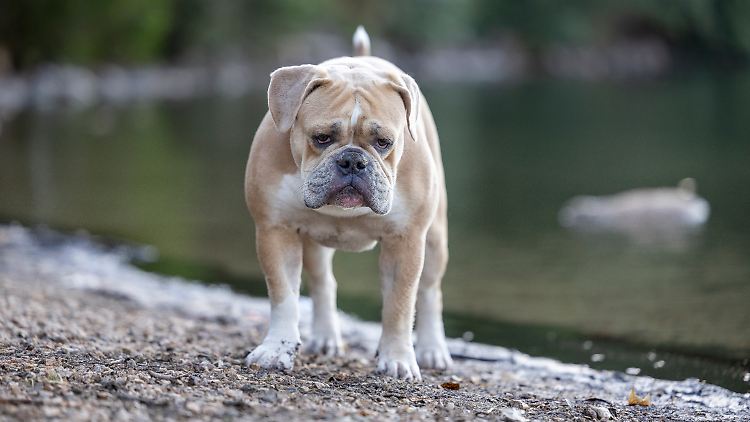 Wenig aktive Hunde werden einer aktuellen Analyse zufolge deutlich häufiger dement als aktive.