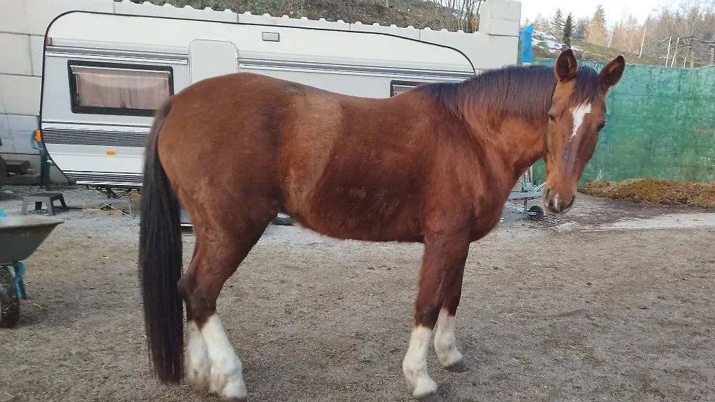 Ein-Pferd-steht-vor-einem-Wohnwagen