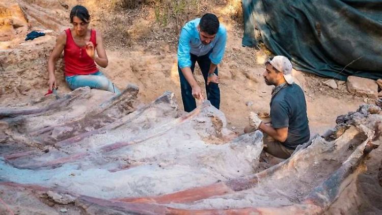 Forscher graben die versteinerten Rippen eines Sauropoden an der paläontologischen Stätte Monte Agudo in Pombal, Portugal, aus.