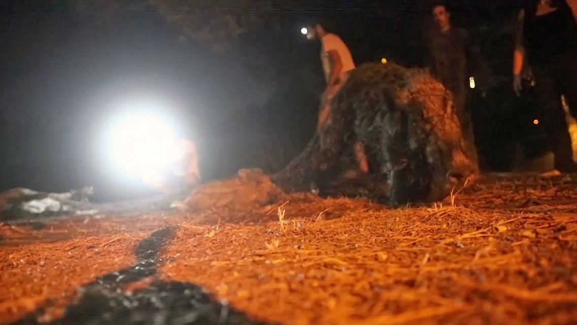 WildschweineBarcelona.jpg