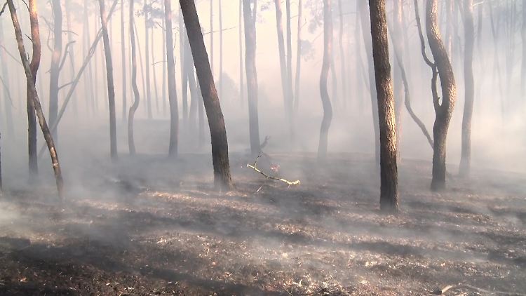 Ist der Stamm durch das Feuer schwer beschädigt, stirbt der Baum.