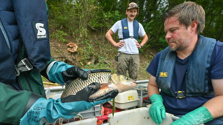 Derzeit untersuchen der Landesfischereiverband Brandenburg-Berlin und das Leibniz-Institut für Gewässerökologie und Binnenfischerei die lebenden Fische in der Oder.