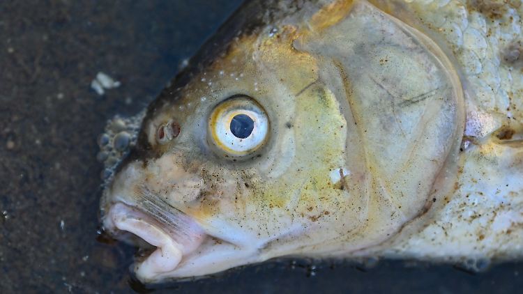 Eine rasant gewachsene giftige Algenart in der Oder könnte wesentlicher Faktor für das massenhafte Fischsterben sein.