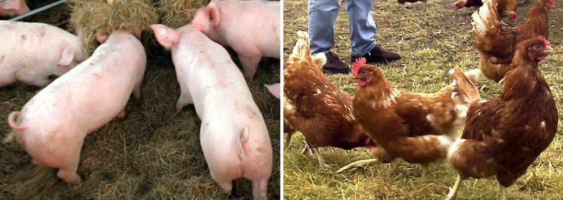 Rinder_Schweine_Kühe.jpg