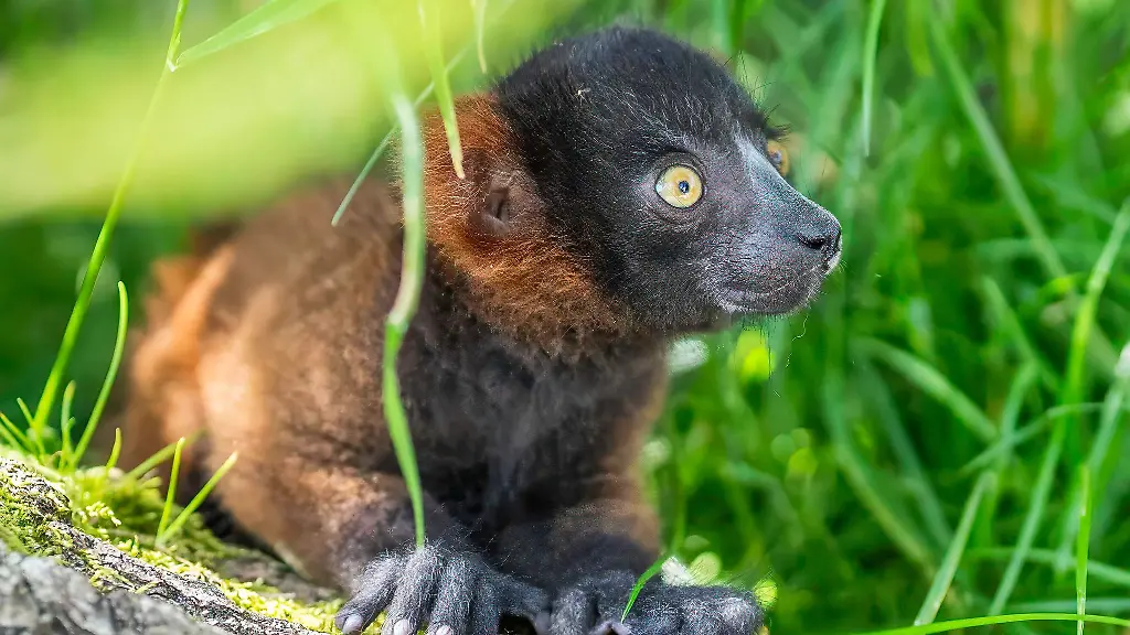 Im-Opel-Zoo-ist-ein-Roter-Vari-geboren