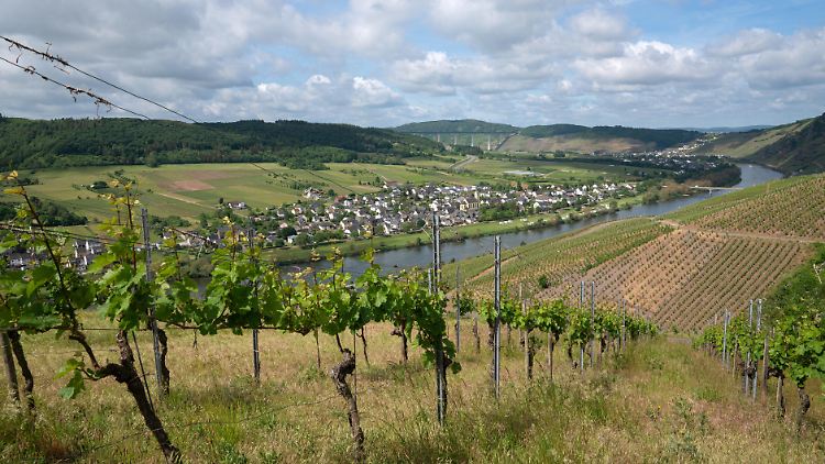 Im Weinbau ist eine gesunde Mischung aus Sonne und Regen, Feuchtigkeit und Wärme entscheidend für den Ertrag und die Qualität der Trauben. 