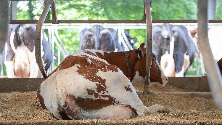 Die Landwirtschaftskammer Nordrhein-Westfalen erforscht, welche Spezialställe den besten Komfort für Milchkühe bieten.
