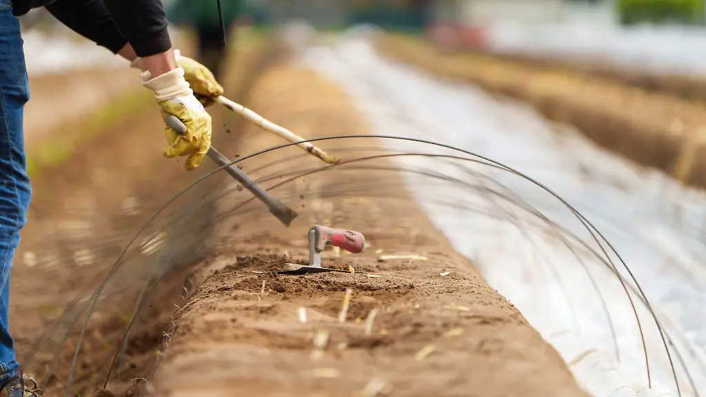 Ein-Erntehelfer-sticht-Spargel