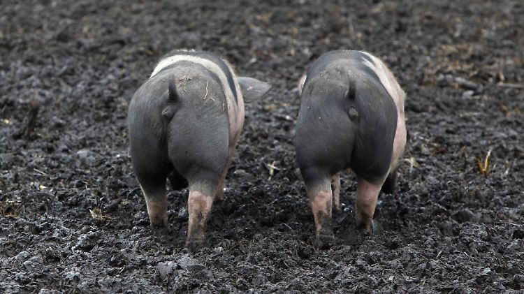 Wir wenden uns mit Grausen! Diese Schweine aus einer Öko-Farm bei München werden artgerecht gehalten und gefüttert.