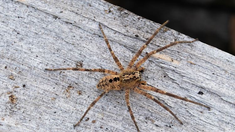 Ein Exemplar der Nosferatu-Spinne, die auf ihrem Rücken Flecken trägt, die an einen Vampir erinnern könnten.