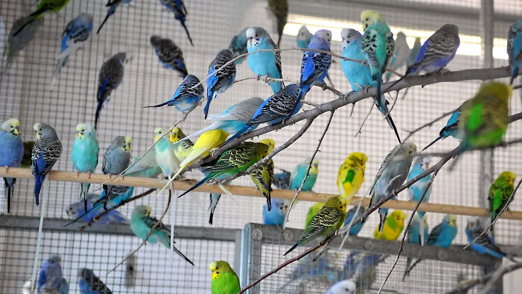 Zahlreiche-Wellensittiche-sitzen-in-einer-Voliere-im-Tierheim
