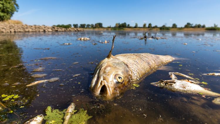 Über 200 Tonnen Fische sind bei der Oder-Katastrophe verendet. Experte Christian Wolter schätzt, dass die Dunkelziffer etwa drei- bis viermal höher ist.