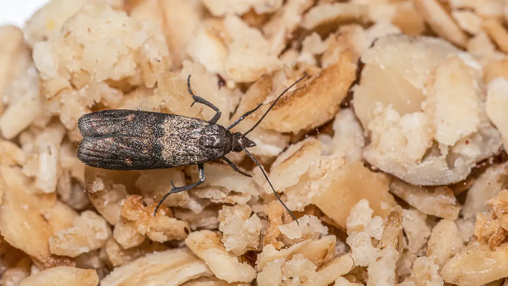 Mit-diesen-Hilfsmitteln-lassen-sich-Lebensmittelmotten-effektiv-bekaempfen