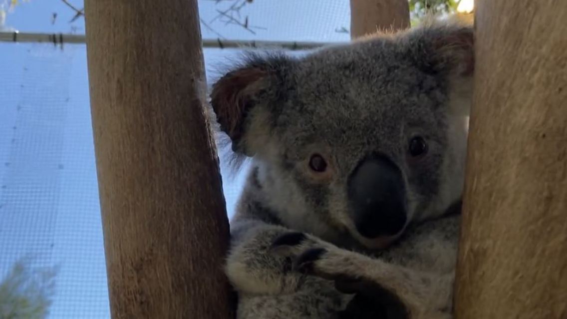 koala.JPG