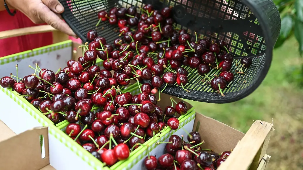Eine-Erntehelferin-leert-vorsichtig-Kirschen-in-Pappkisten-Trotz-Starkregen-und-Frost-koennte-die-diesjaehrige-Kirschernte-in-Baden-Wuerttemberg-deutlich-besser-ausfallen-als-in-den-Vorjahren
