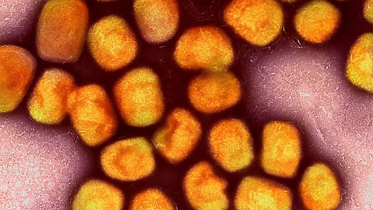 Die Übertragung des Virus erfolgt unter anderem durch den direkten Kontakt von Haut.