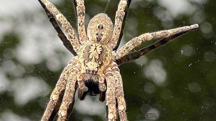 Das Gift der Nosferatu-Spinne ist laut NABU für Menschen ungefährlich.