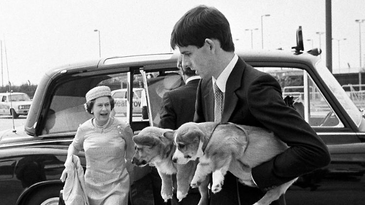 Mehr als 30 Corgis hielt Königin Elizabeth im Laufe ihres Lebens. Nicht alle in ihrem Umfeld waren davon begeistert.