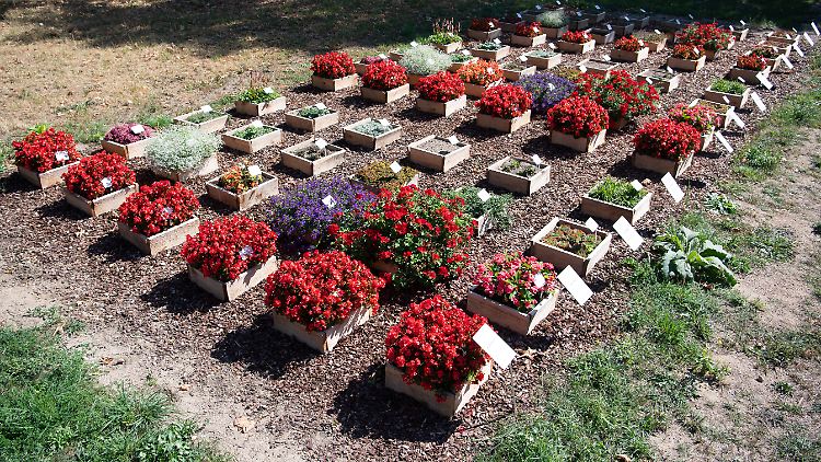 In Versuchsbeeten haben die Friedhofsgärtner verschiedene Arten und Gießzyklen miteinander verglichen.