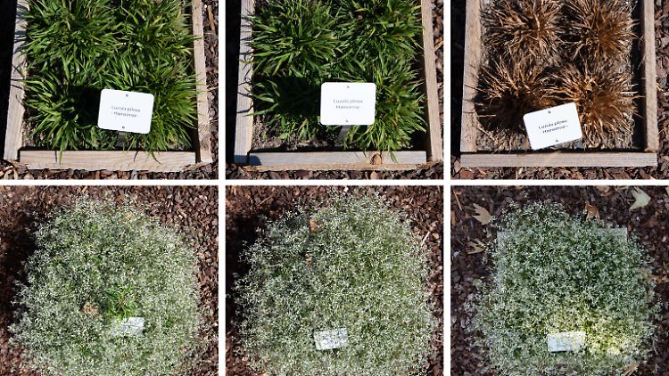 Hainsimsen (oben) und Euphorbia Diamond Ice (unten) auf dem Friedhof im Stadtteil Biebrich, die von links nach rechts mit zehn, fünf und null Litern pro Gießgang gegossen wurden.